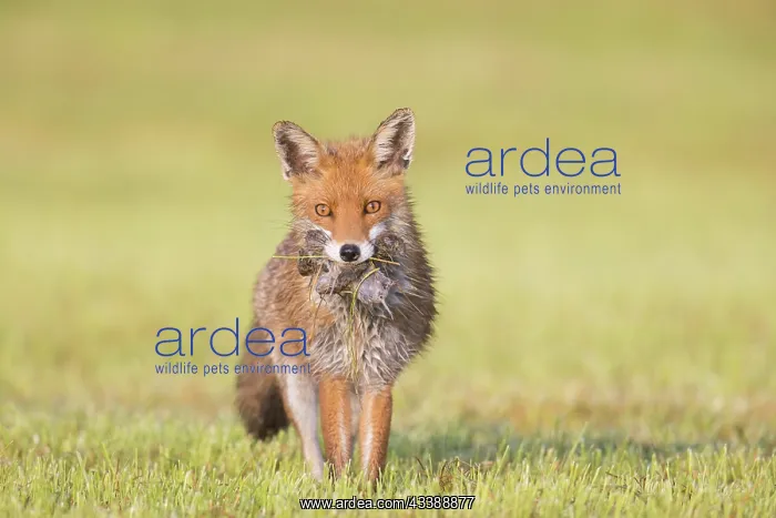 : Red Fox prey : Red Fox prey