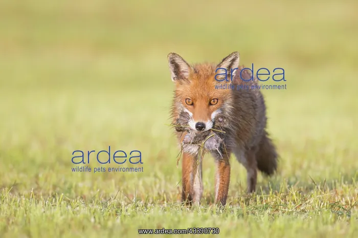 : Red Fox prey : Red Fox prey