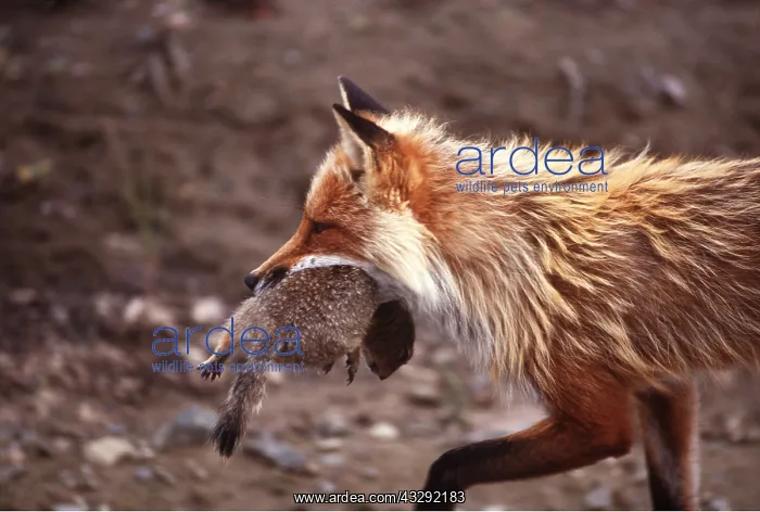 : Red FOX - With prey, arctic ground squirrel : Red FOX - With prey, arctic ground squirrel