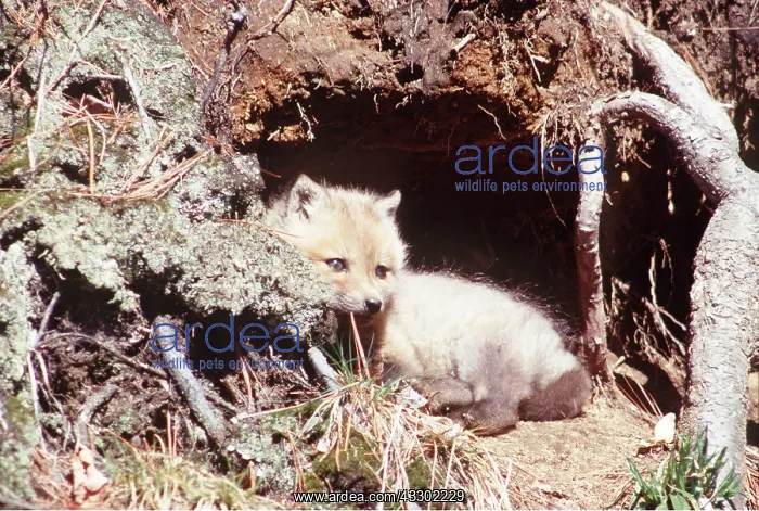 : RED FOX - pup in den at base of tree : RED FOX - pup in den at base of tree