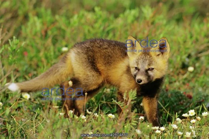 : Red Fox - pup near den site in Alaska arctic : Red Fox - pup near den site in Alaska arctic