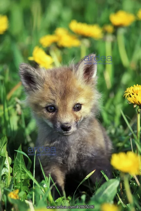 : Red Fox - Pup in yellow dandelions : Red Fox - Pup in yellow dandelions