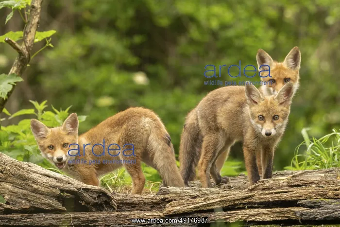 : Three red fox pups (vulpes vulpes) : Three red fox pups (vulpes vulpes)