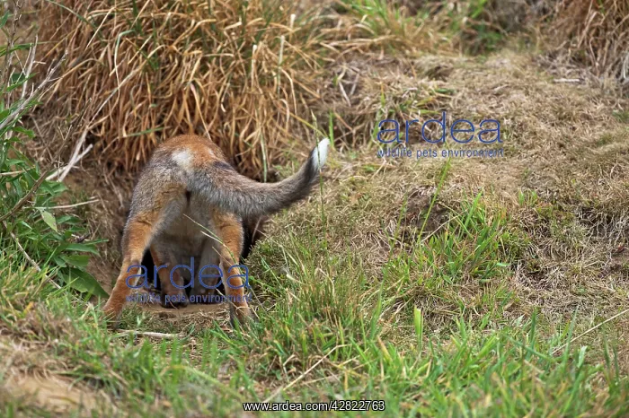 : Red Fox - rear view of cub going down hole - controlled : Red Fox - rear view of cub going down hole - controlled
