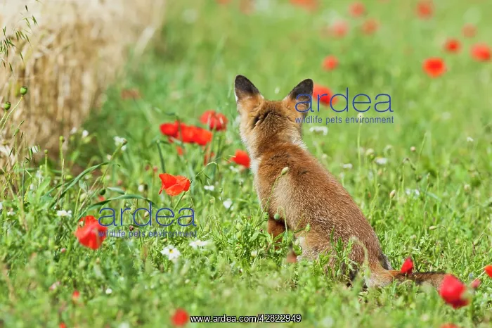 : Red Fox - rear view of cub in poppy meadow at edge : Red Fox - rear view of cub in poppy meadow at edge