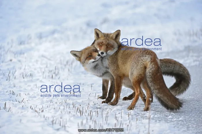 : Red fox, two red foxes (Vulpes vulpes) cuddling with each other : Red fox, two red foxes (Vulpes vulpes) cuddling with each other
