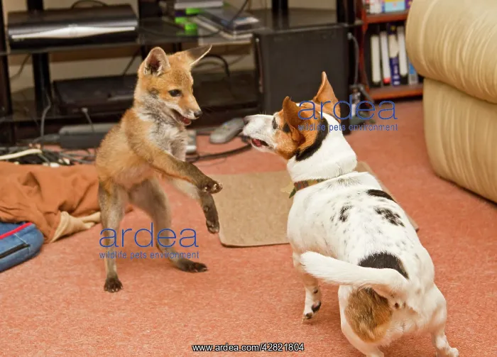 : Red Fox - rescue cub playing with Jack Russel in living room : Red Fox - rescue cub playing with Jack Russel in living room