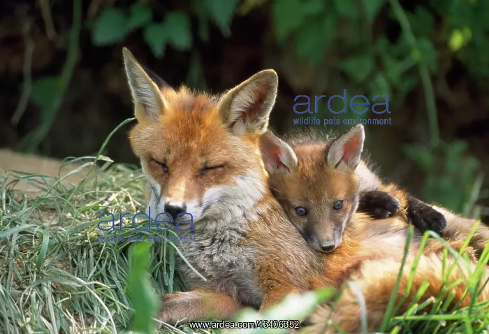 : Red FOX - resting with cub at den : Red FOX - resting with cub at den