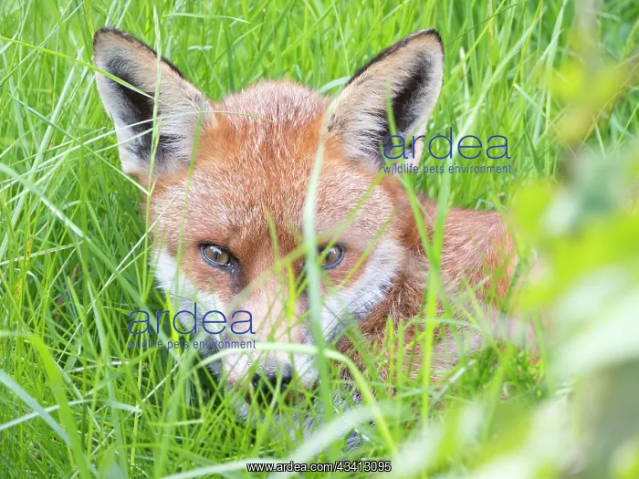 : Red Fox - resting vixen - Birmingham UK : Red Fox - resting vixen - Birmingham UK