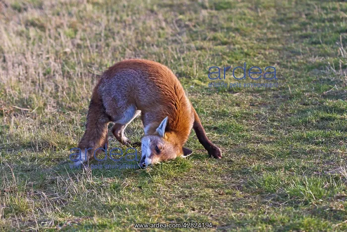 : Red Fox - rolling in scent : Red Fox - rolling in scent