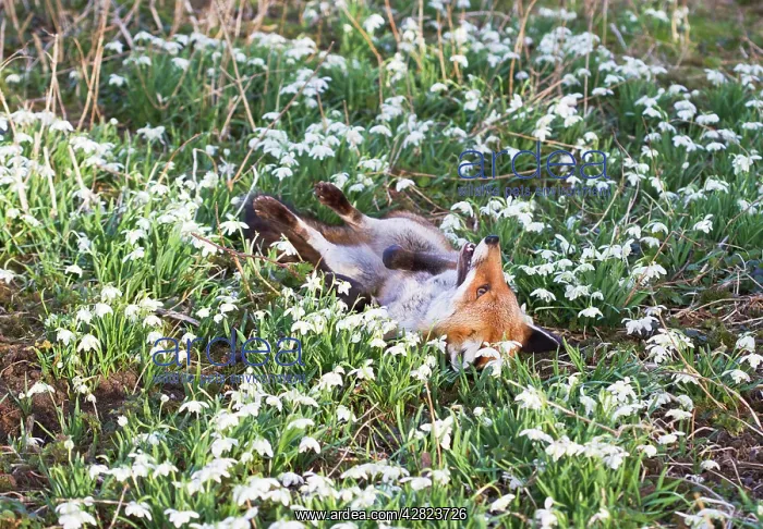 : Red Fox - rolling in Snowdrops : Red Fox - rolling in Snowdrops