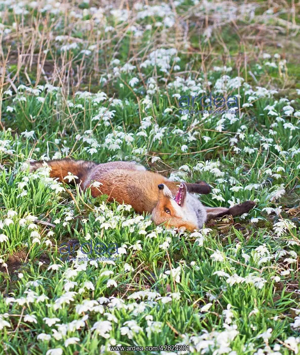 : Red Fox - rolling in Snowdrops : Red Fox - rolling in Snowdrops