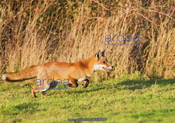 : Red Fox - running in afternoon sun : Red Fox - running in afternoon sun
