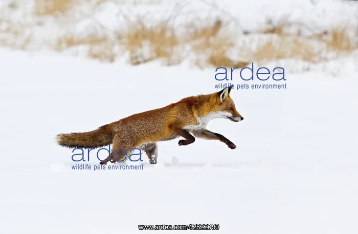 : Red Fox - running in snow : Red Fox - running in snow