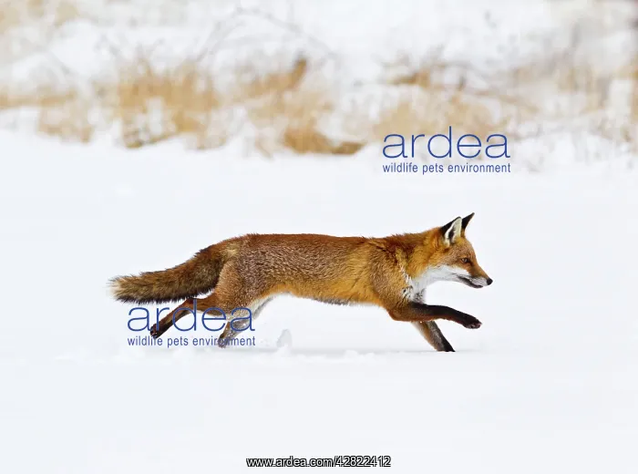 : Red Fox - running in snow : Red Fox - running in snow