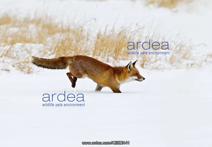 : Red Fox - running in snow : Red Fox - running in snow