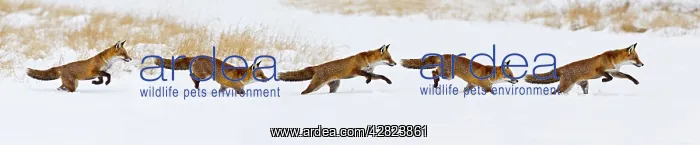 : Red Fox - running in snow : Red Fox - running in snow