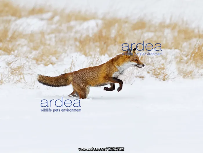 : Red Fox - running in snow : Red Fox - running in snow