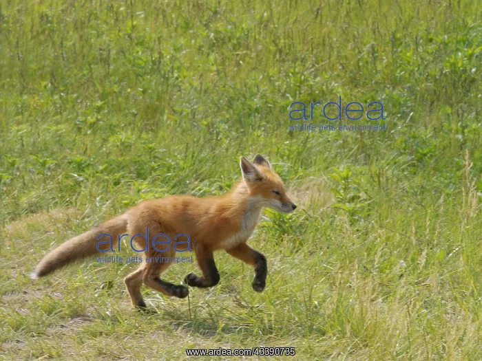  : Red Fox - running Vulpes vulpes Magee Marsh, Ohio