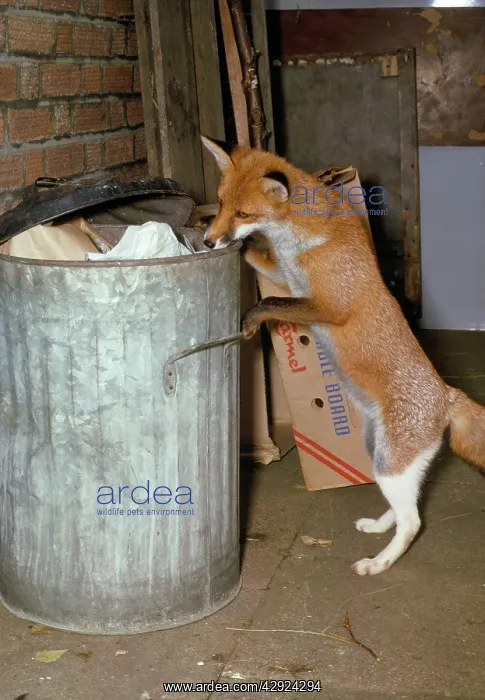 : Red FOX SCAVENGING - at dustbin : Red FOX SCAVENGING - at dustbin