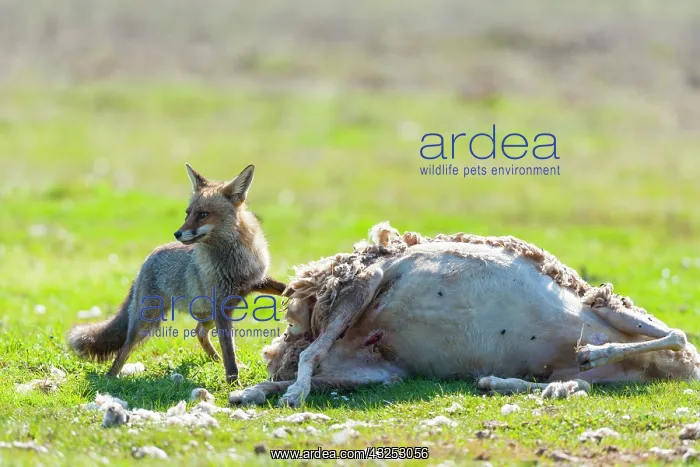 : Red fox and Sheep corpse - PN Cabaeros Spain : Red fox and Sheep corpse - PN Cabaeros Spain