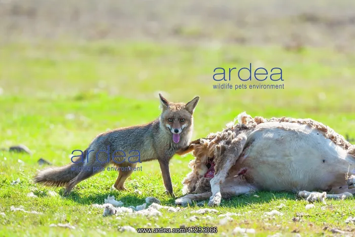 : Red fox and Sheep corpse - PN Cabaeros Spain : Red fox and Sheep corpse - PN Cabaeros Spain
