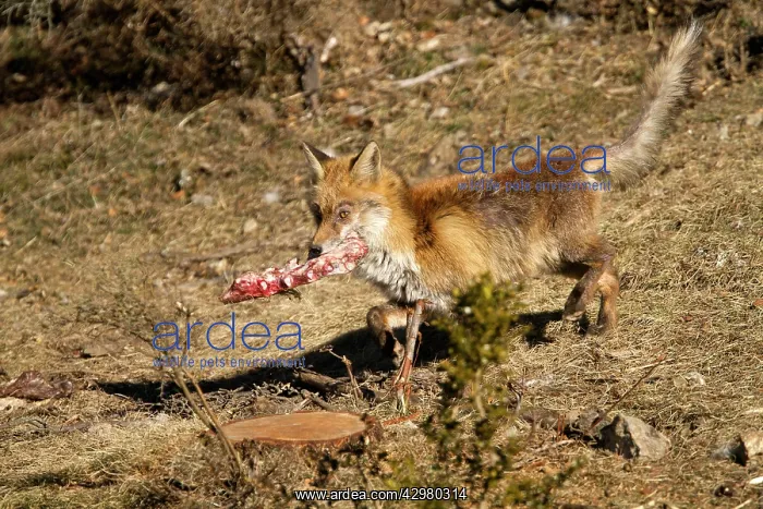 : Red Fox - sick from a scabie - seven-year itch : Red Fox - sick from a scabie - seven-year itch