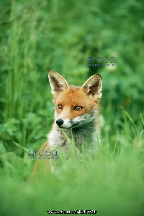 : RED FOX - sits in grass : RED FOX - sits in grass