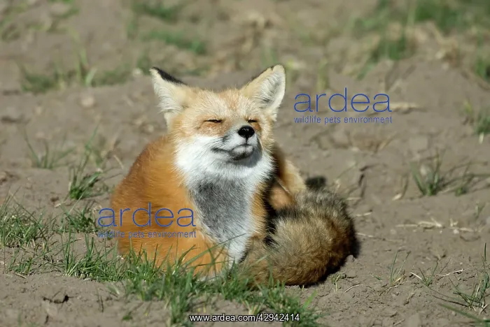 : Red Fox - Sitting curled up in sun with eyes closed : Red Fox - Sitting curled up in sun with eyes closed
