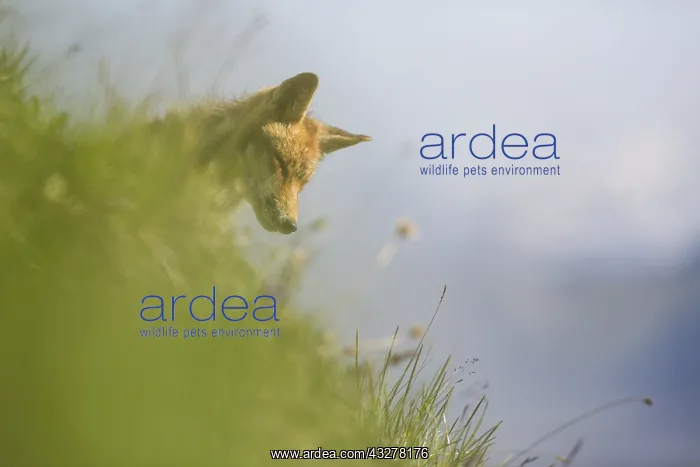 : Red fox sitting on the grass in a french alps m : Red fox sitting on the grass in a french alps m