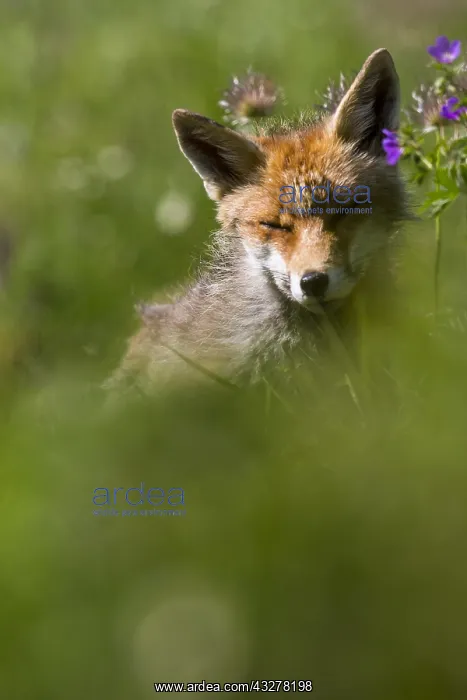  : Red fox sitting on the grass in a french alps m