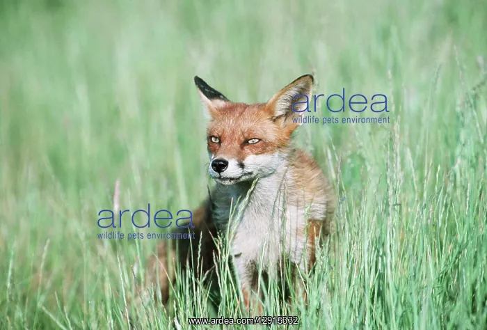 : RED FOX - sitting in tall grass : RED FOX - sitting in tall grass
