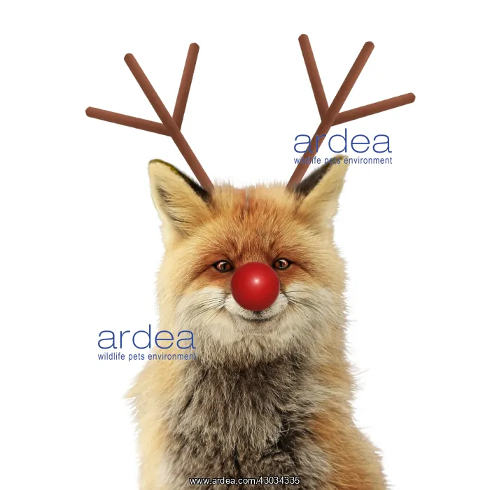 : Red Fox, smiling with Rudolph red nose and antlers : Red Fox, smiling with Rudolph red nose and antlers