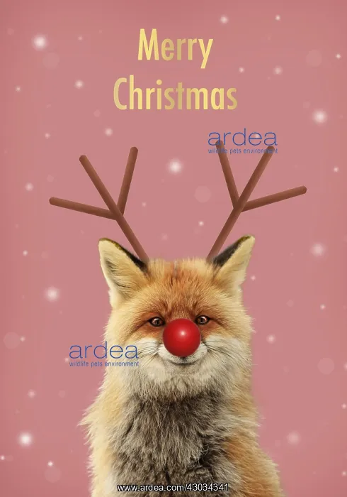 : Red Fox, smiling with Rudolph red nose and antlers : Red Fox, smiling with Rudolph red nose and antlers