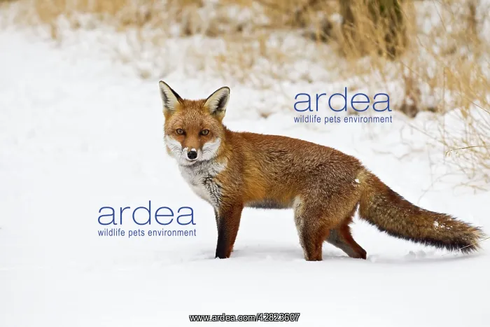 : Red Fox - in snow : Red Fox - in snow