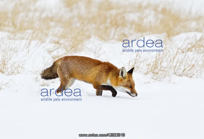 : Red Fox - in snow : Red Fox - in snow