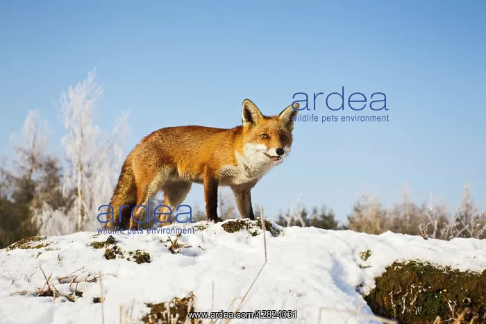 : Red Fox - in snow : Red Fox - in snow