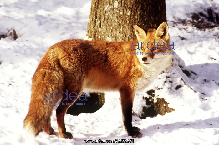 : RED FOX - In snow : RED FOX - In snow