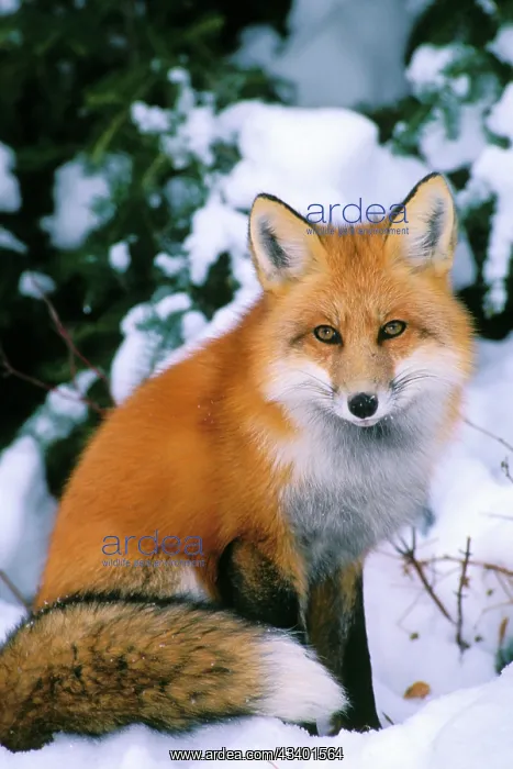 : Red Fox in snow : Red Fox in snow