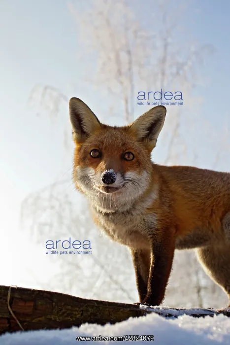 : Red Fox - in snow close up : Red Fox - in snow close up