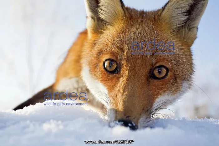 : Red Fox - in snow close up : Red Fox - in snow close up
