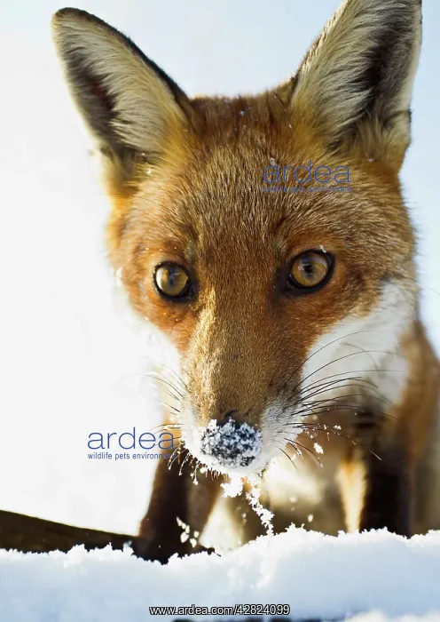 : Red Fox - in snow close up : Red Fox - in snow close up