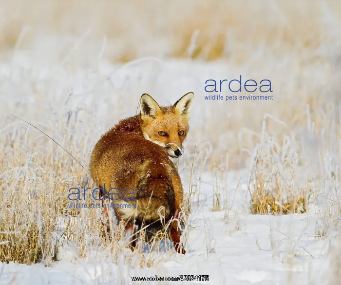 : Red Fox - in snow covered rough grassland : Red Fox - in snow covered rough grassland