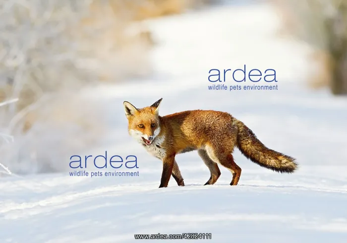  : Red Fox - on snow covered woodland path