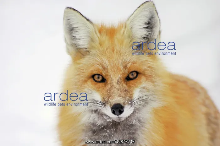 : Red Fox - in snow - late winter : Red Fox - in snow - late winter