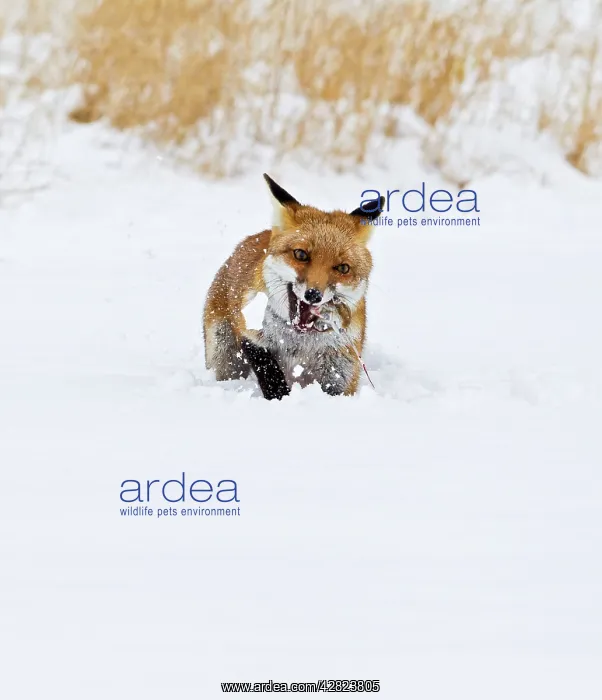 : Red Fox - in snow with mouse : Red Fox - in snow with mouse