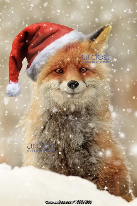 : Red Fox, in snow smiling wearing Christmas hat : Red Fox, in snow smiling wearing Christmas hat
