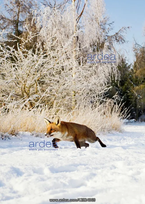 : Red Fox - in snow stalking : Red Fox - in snow stalking