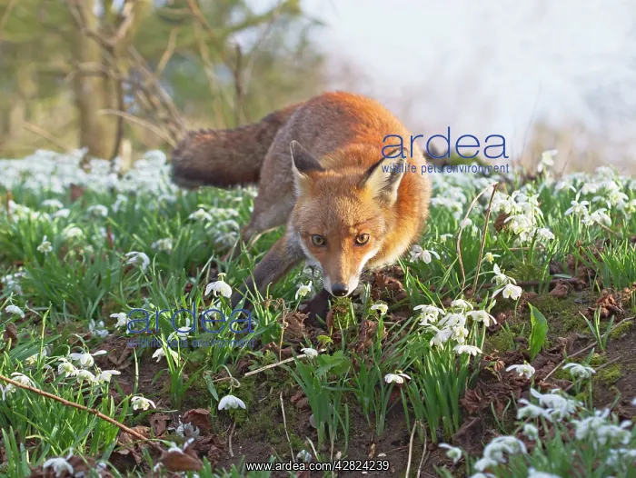 : Red Fox - in Snowdrops : Red Fox - in Snowdrops