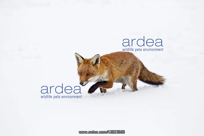  : Red Fox - stalking in snow